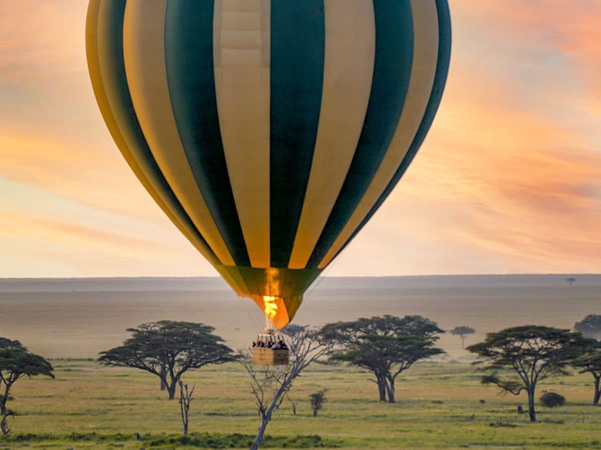 一只墨绿与米黄相间的热气球在晨曦中低掠过金合欢树,燃烧器的火焰照亮球体下缘