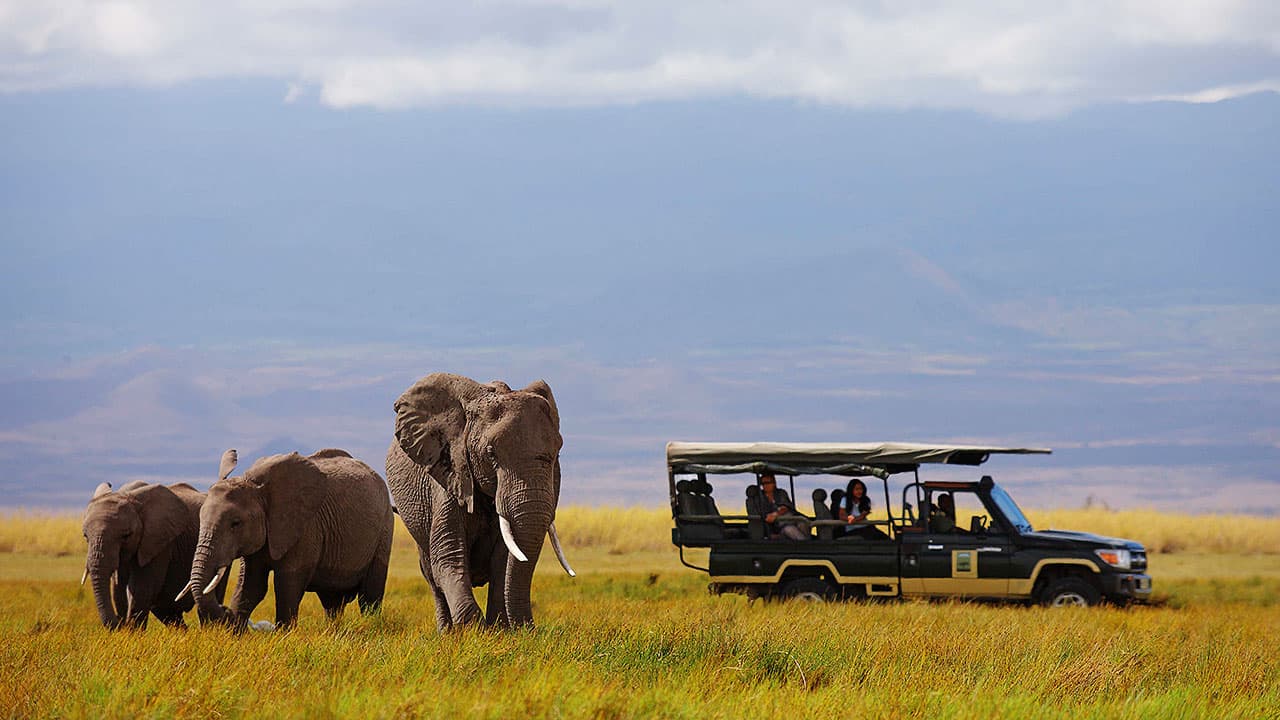 火山口 game drive · 象群