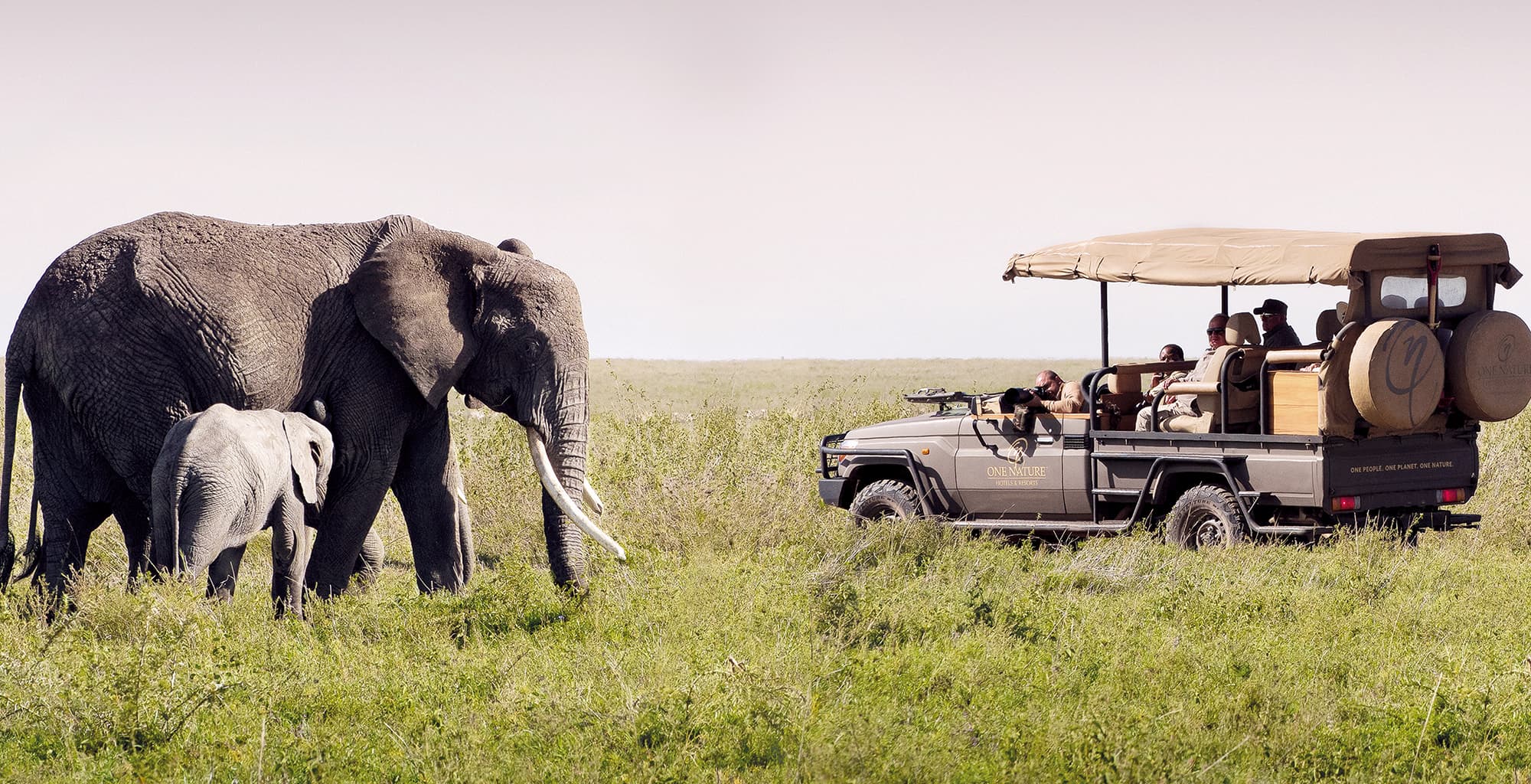 Game drive · 象群近距离