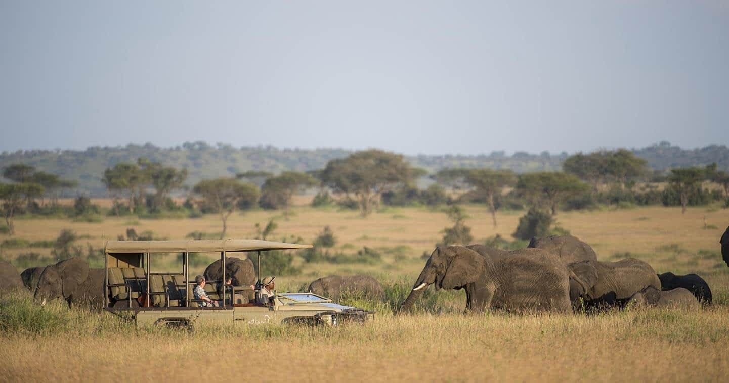 Game drive · 象群成群